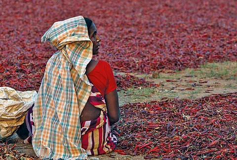 A labourer dries chillies at a farm in Lakshmipuram village in Telangana's Hanumakonda district, which lost 51 per cent of its chilli crops to a new species of thrips this year