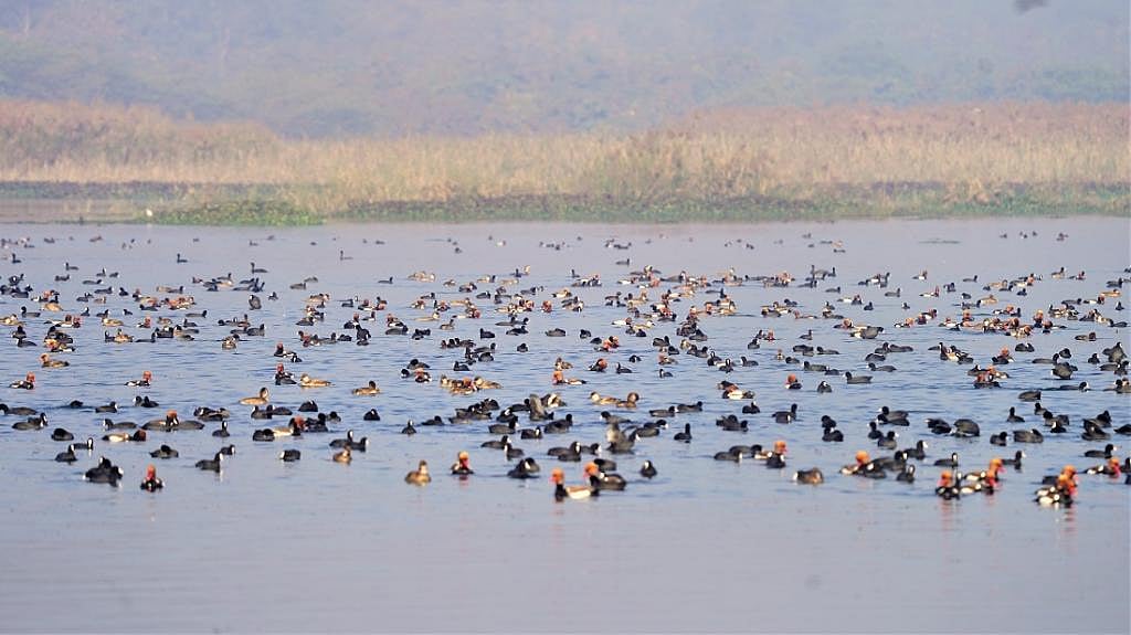 How to Conserve Migratory Birds: Effective Tips for Lasting Impact