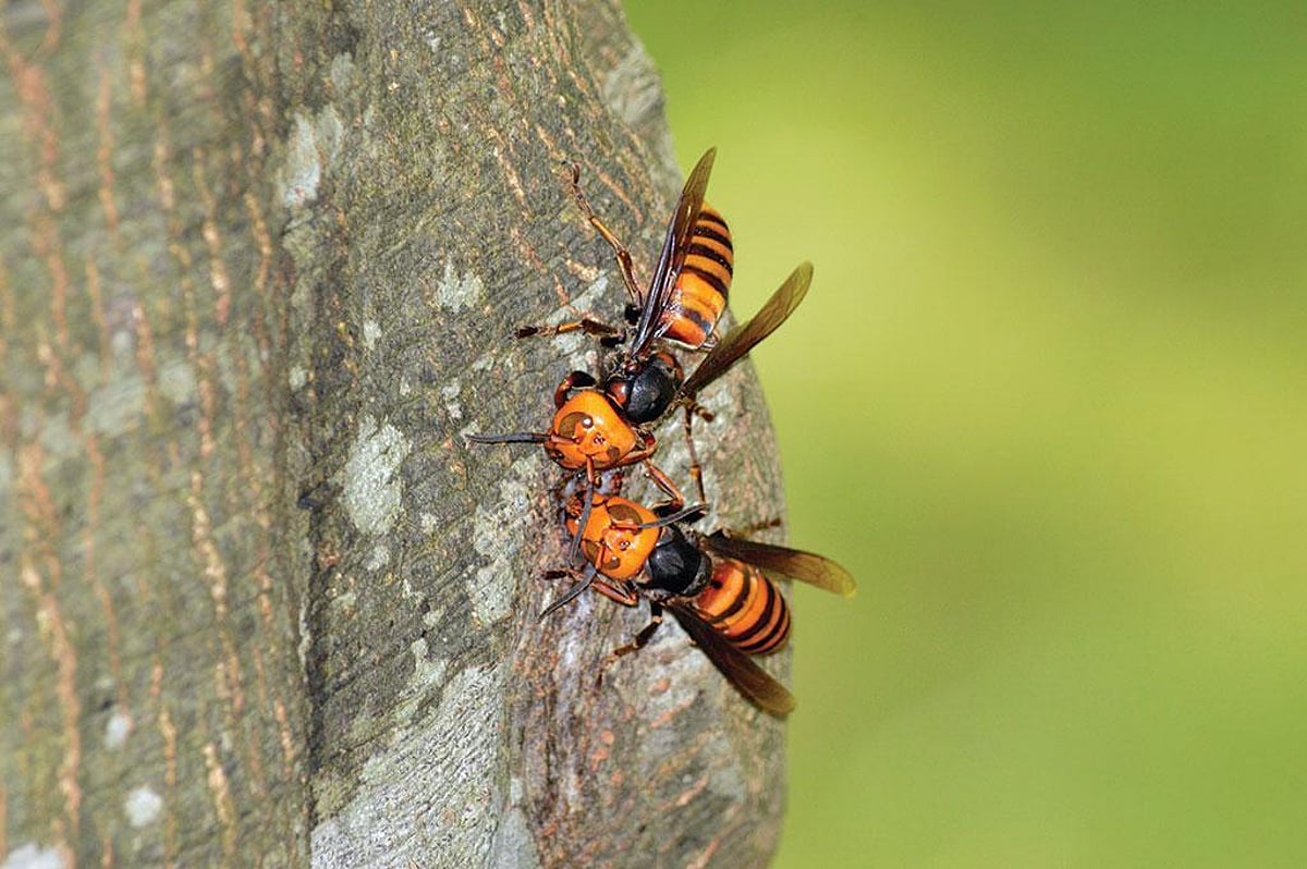 Gene transfer enhances insect survival, says study