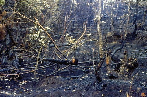 एनजीटी ने कहा नैनीताल में पेड़ काटने वालों के खिलाफ करें एफआईआर, दो महीनों में मांगी कार्रवाई रिपोर्ट