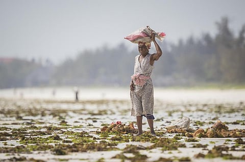 Urgent need to increase flow & develop new sources of adaptation finance in Africa: Report