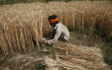 Male agricultural workers in Madhya Pradesh and Gujarat get only Rs 217.8 and Rs 220.3, respectively. Photo: Vikas Choudhary / CSE