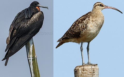 Christmas frigatebird (L) and the bristle-thighed curlew are morphologically unique birds that are also threatened. Photos: Wikimedia Commons