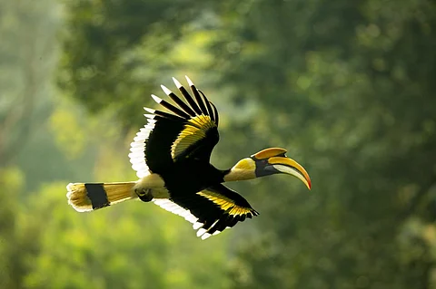 Last look: Consensus on Post-2020 Biodiversity Framework draft remains elusive during final pre-COP15 meet 