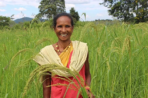 Sunamani Paraja in her little millet farm in Kundra block of Koraput district Photo: Abhijit Mohanty