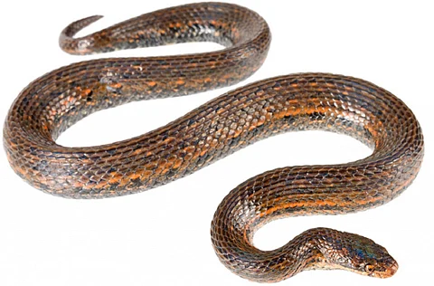 The reptile's colouring is primarily light brown with darker brown or black blotches — similar to a boa constrictor. Photo: European Journal of Taxonomy
