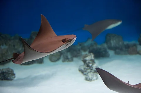Photo: Shutterstock