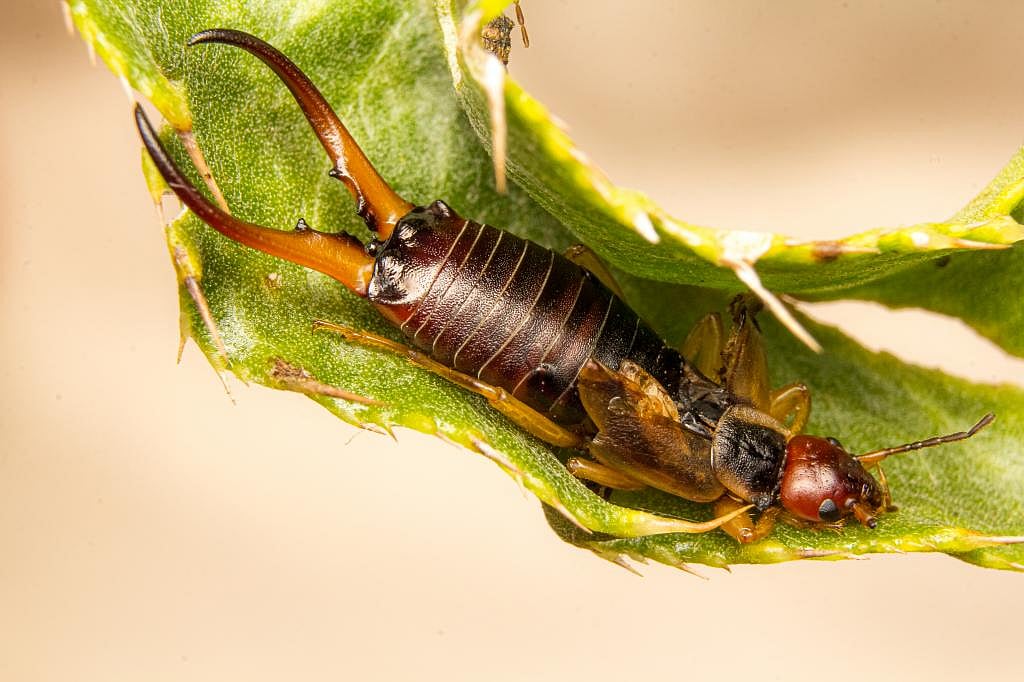 Earwigs are the hero single mothers of the insect world – and good for ...