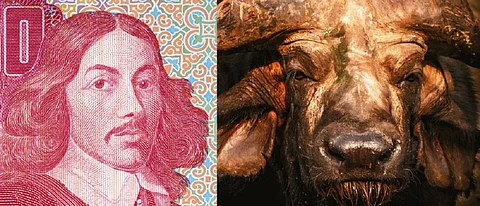 Jan Van Riebeeck (left) and the Cape Buffalo (right). Collage by Chaitanya Chandan / CSE