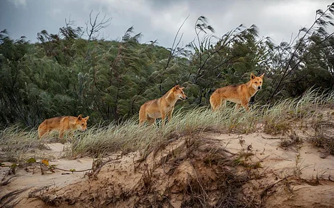 Photo: Dominic Jeanmaire / Shutterstock