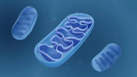 Mitochondria help ensure our cells have the energy they need to function. Photo: ART-ur/ Shutterstock
