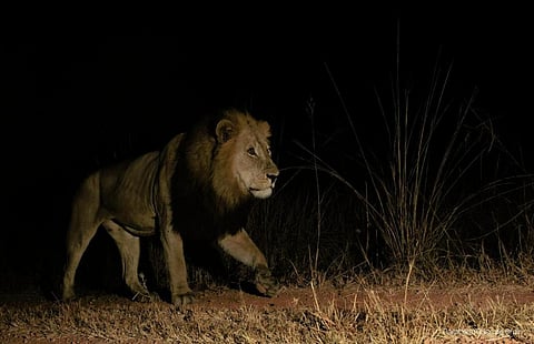 Photo: Ross de Bruin / Panthera
