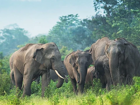 The habitat of elephants has depleted and fragmented over a period, which has led to increased human-elephant conflicts in many parts of the state. Photo: iStock.