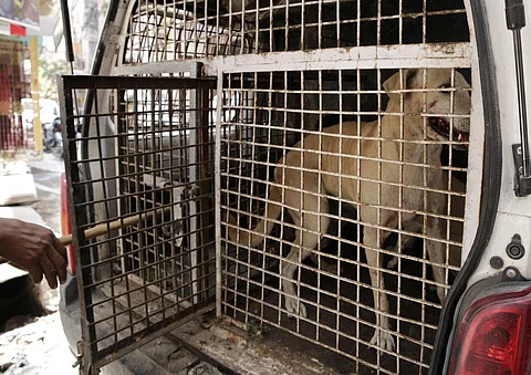 There are increasing cases of attacks by strays and authorities are failing to protect the lives of people, KeSCPCR said. File photo: Vikas Choudhary / CSE