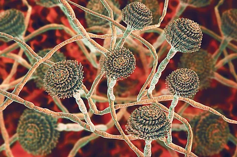 Fungal infections in the brain aren’t just the stuff of movies — Africa grapples with a deadly epidemic
