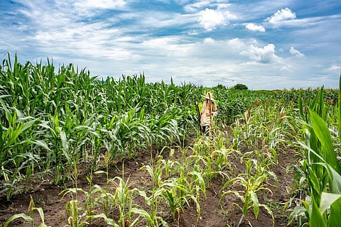 Agriculture is a leading employer in Africa. Photo: Wikimedia Commons