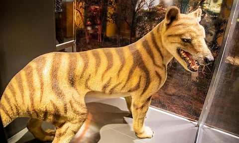 Model of a thylacine at the Australian Museum. Shutterstock