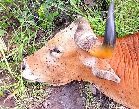 The male banteng infected with LSD in Cambodia