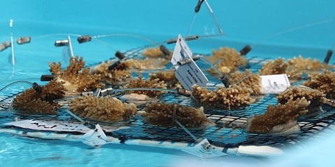 Elkhorn coral fragments rescued from overheating ocean nurseries sit in cooler water at Keys Marine Laboratory. Photo: NOAA