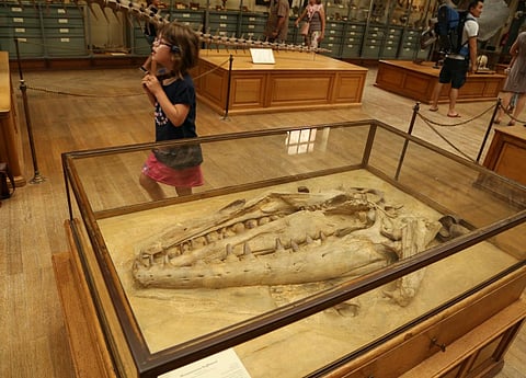 Giant sea lizards: Fossils in Morocco reveal astounding diversity of marine life 66 mn years ago
