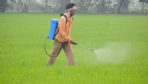By 2035, the framework aims to phase out highly hazardous pesticides in agriculture where the risks have not been managed. Photo: iStock