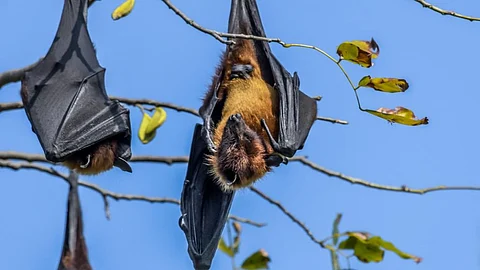 The Indian Flying fox, a Pteropus bat. Photo: iStock