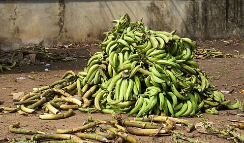 A bunch of plantains on display in a market place in Epe, Lagos State, Nigeria. Photo: iStock