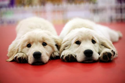 Photo: iStock