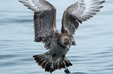 Flesh-footed shearwater. Photo: Shivashankar and Gopalkrishna of Coastal Karnataka Birder's Network