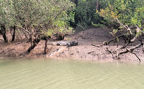 A saltwater crocodile sighted in Bhitarkanika during the census. Photo provided by Ashis Senapati