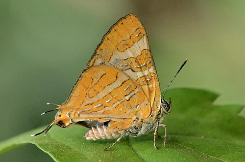 Photo: Rohit Girotra / National Centre for Biological Sciences