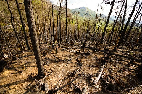 Burned forests in the Great Smoky Mountains National Park on the Roaring Fork Motor Nature Trail in Gatlinburg, Tennessee. Photo: iStock