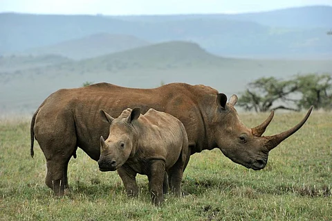 Rhinoceros do not sweat and instead cool themselves off by bathing and finding shade. Photo: iStock