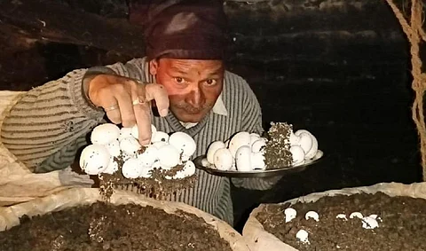 An Uttarakhand farmer growing mushrooms in a closed room. Hridayesh Joshi
