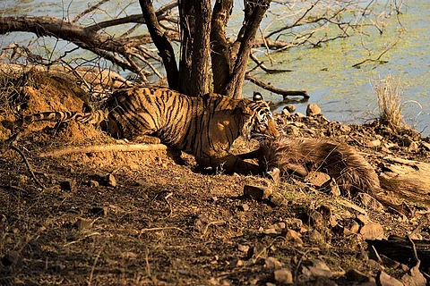 Photograph: Dharmendra Khandal