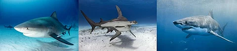 (From left) A Bull Shark, A Great Hammerhead Shark (Centre) and a Great White Shark (Right). Photos by iStock. Collage: Chaitanya Chandan / CSE