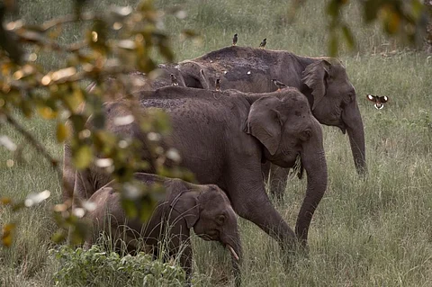 Elephant herd in the forests of Wayanad, Kerala. Photo: iStock
