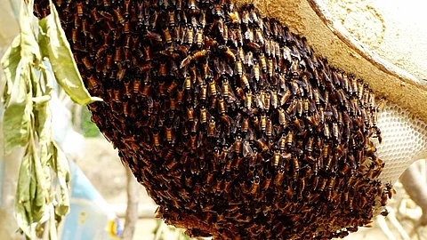 A honey comb. Photo: iStock