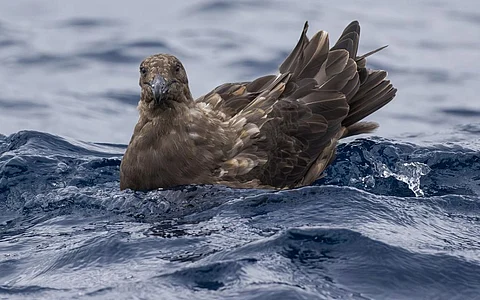 A brown skua, the populations of which have been particularly hit by bird flu in recent months in and around Antarctica. Photo: iStock