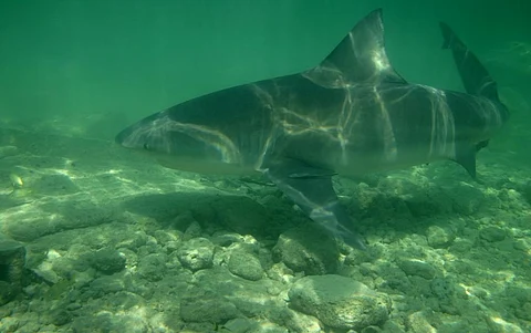 A bull shark. Photo: iStock
