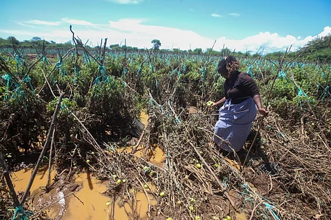 Crops in Kenya destroyed by floods. Photo: Tony Malesi 