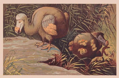 Chromolithograph of a dodo after a drawing by Francis John, published in 1900. Credit: iStock