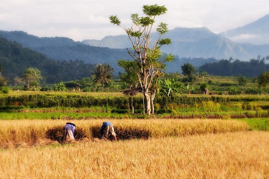 Faced with climate change, Nagaland to revive traditional rice varieties