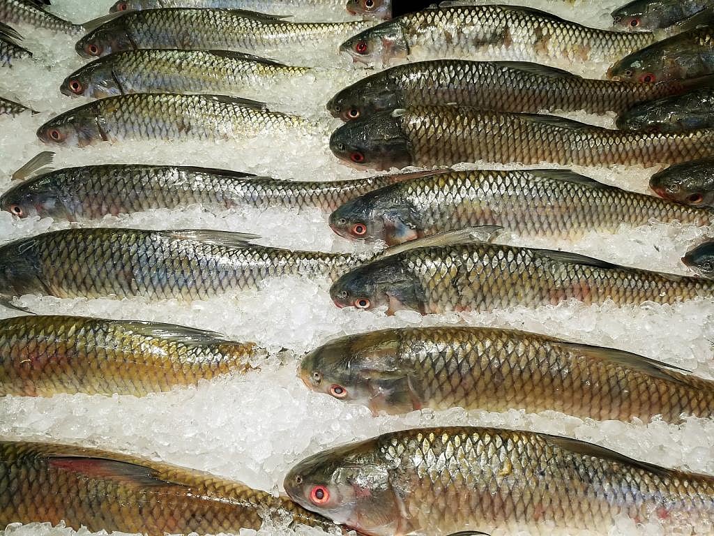 Fish from Andhra Pradesh, West Bengal banned in Patna