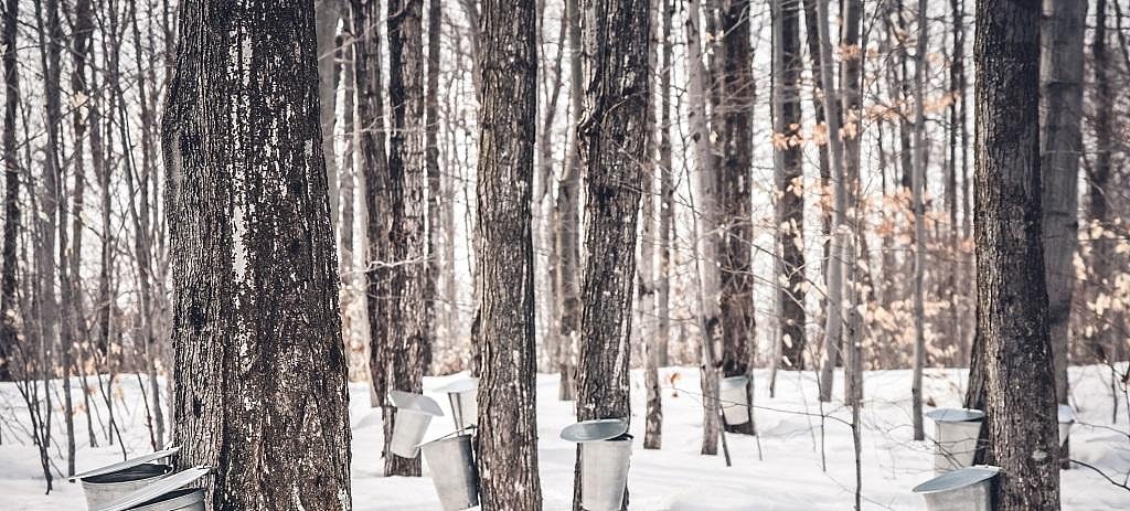 Global warming likely to affect maple syrup production by 2100 Study