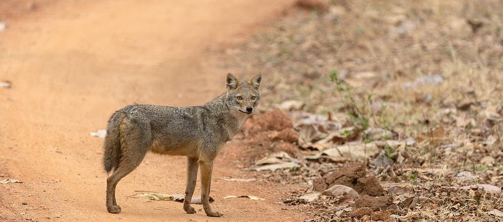 Yes, jackals are poached in India too