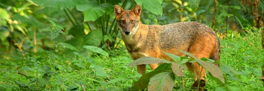 Yes, jackals are poached in India too