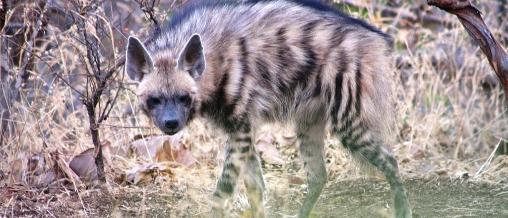 Wild canids should be recognised as flagbearers to expand India’s ...