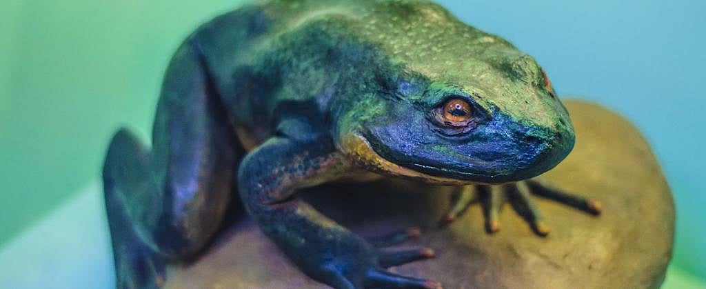 World Rainforest Day: Goliath frogs need urgent conservation measures