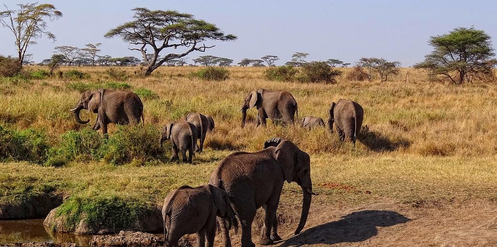 Hundreds of elephants are mysteriously dying in Botswana a